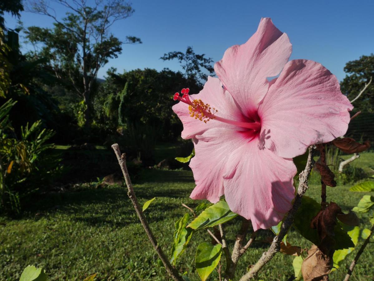 La Joupa Case Anthurium Sainte-Rose Buitenkant foto